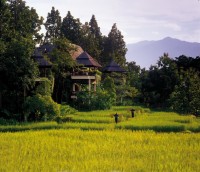 Rice Fields in the hotel