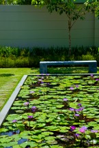 Lilly Pond